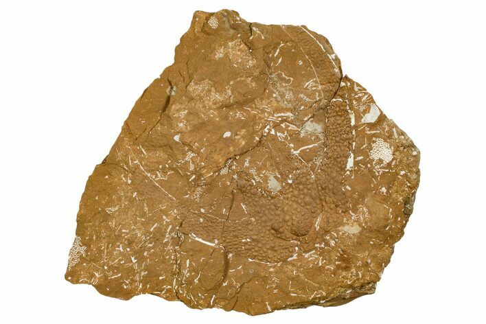 Ordovician Kukersite Oil Shale w/ Bryozoan & Trilobite Fossils #369579